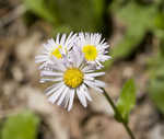 erigeron